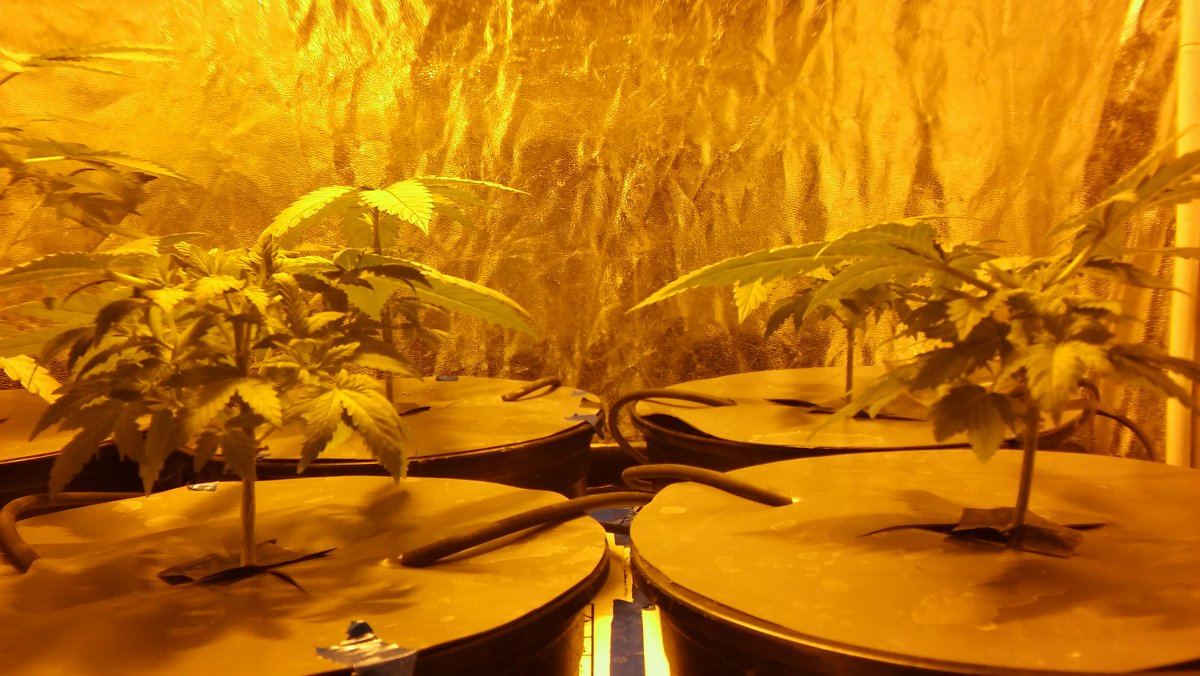 First hydro grow   the learning never ends 6