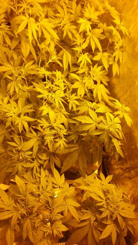 First hydro grow   the learning never ends 7
