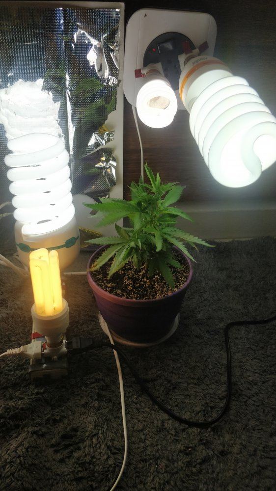 First indoor cfl grow how does it look 2