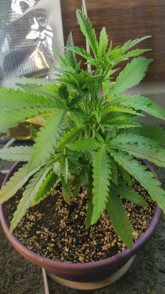 First indoor cfl grow how does it look 3