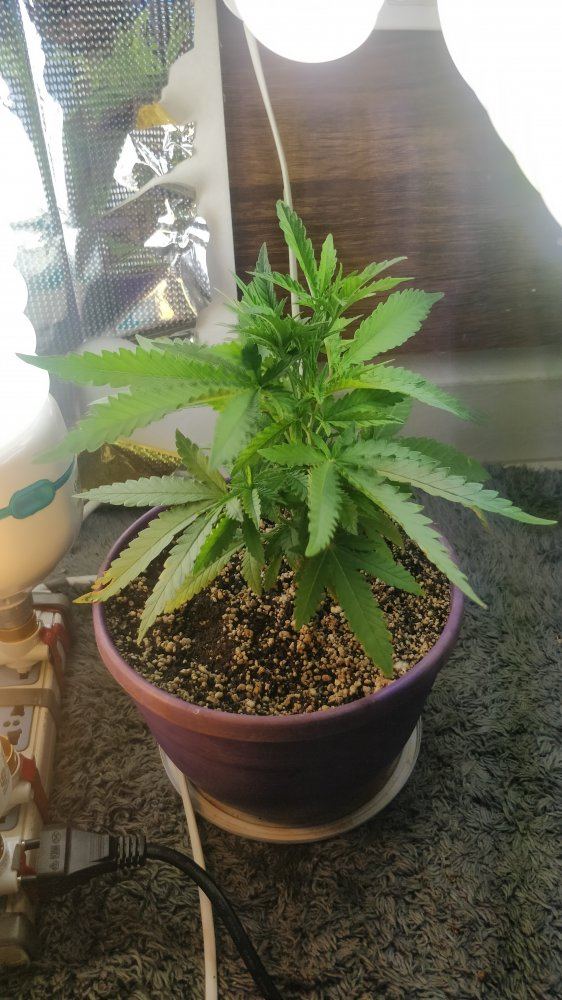 First indoor cfl grow how does it look 4