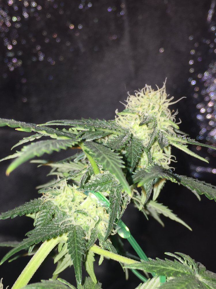 First indoor dwc grow questions about flowering 2