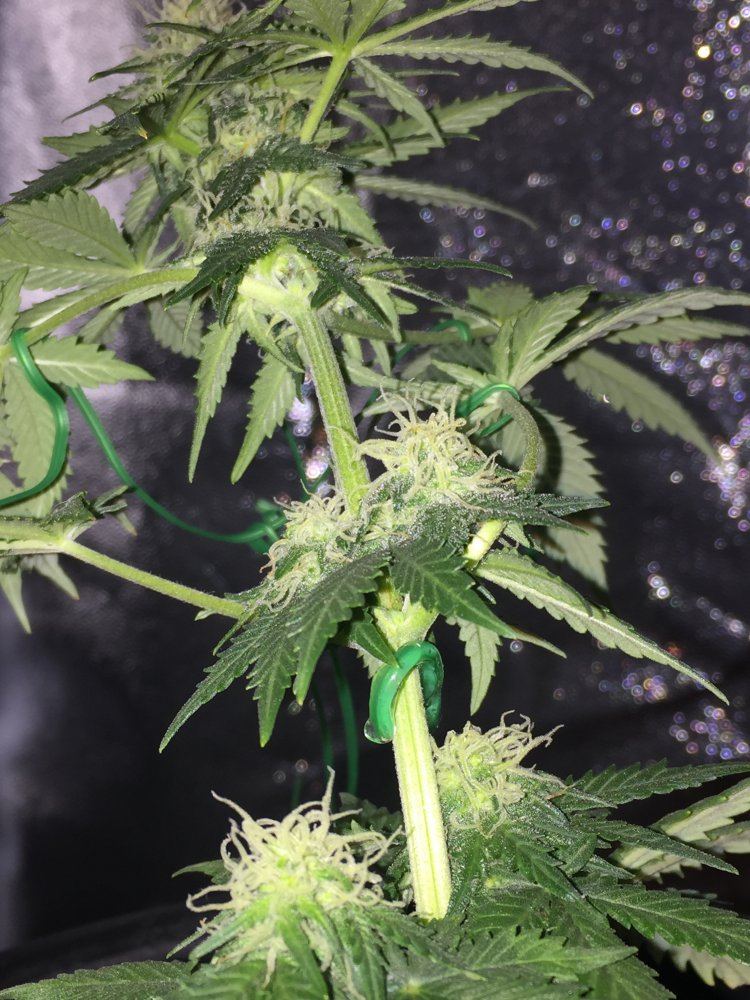 First indoor dwc grow questions about flowering 3