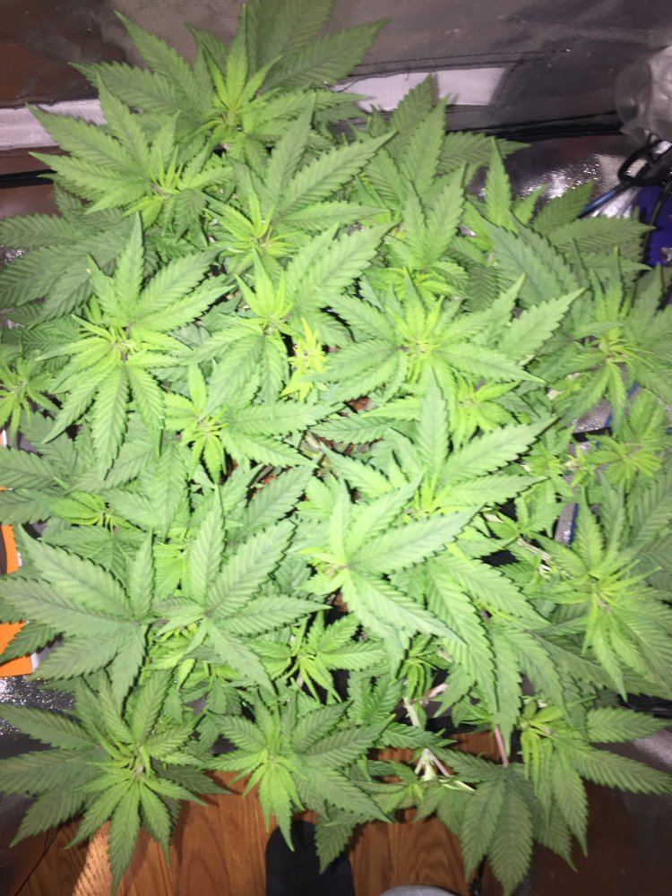 First indoor dwc grow questions about flowering 4