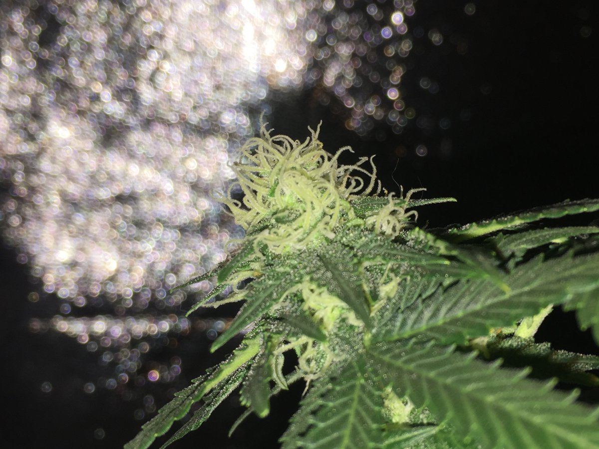 First indoor dwc grow questions about flowering
