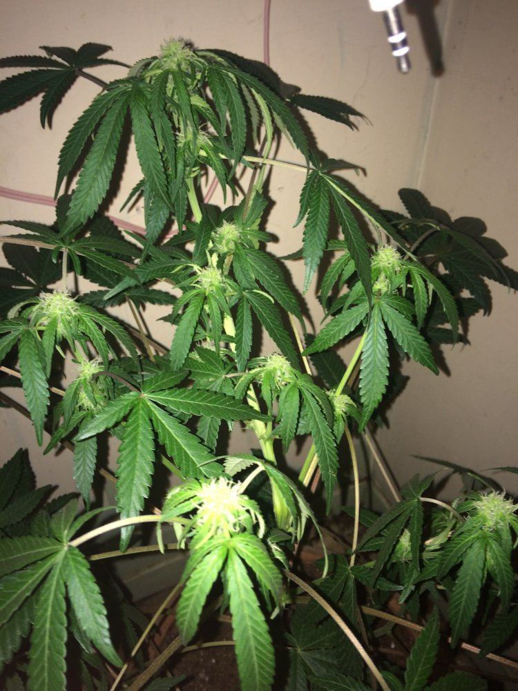 First indoor grow 2