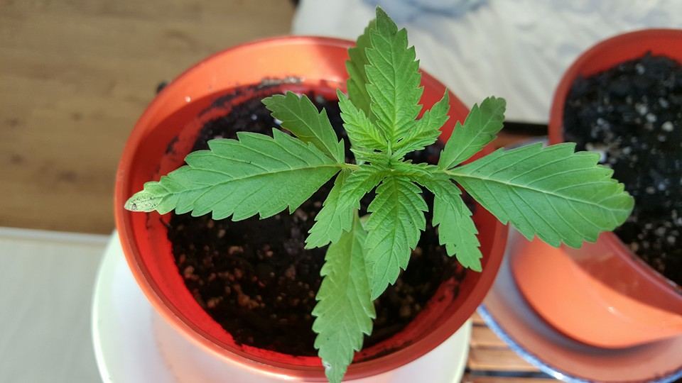 First indoor grow 3