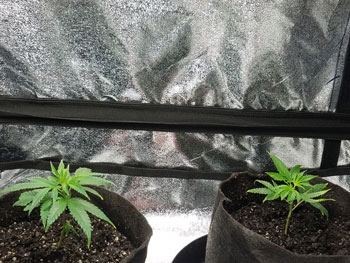 First indoor grow 3