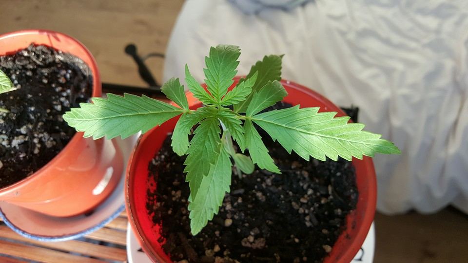 First indoor grow 4