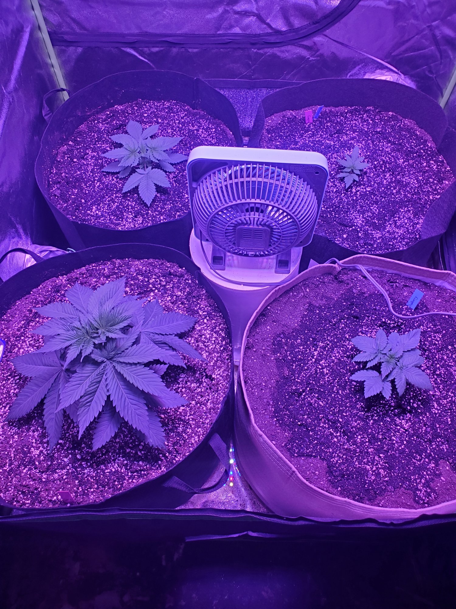 First indoor grow 4