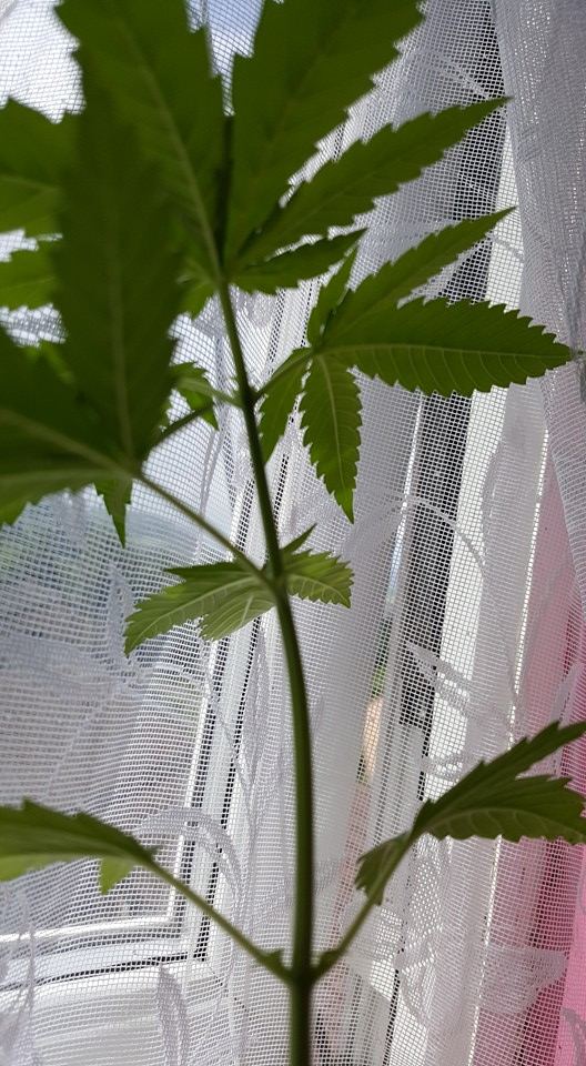 First indoor grow 5