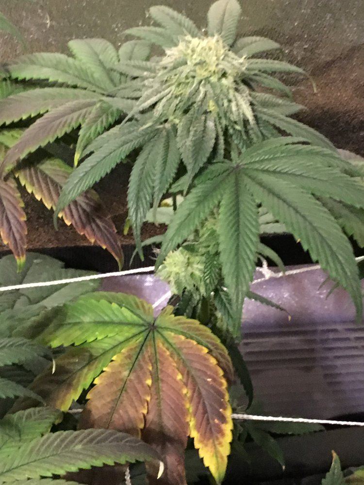First indoor grow 5
