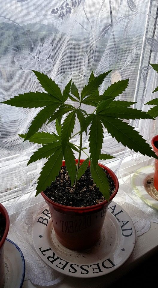 First indoor grow 6