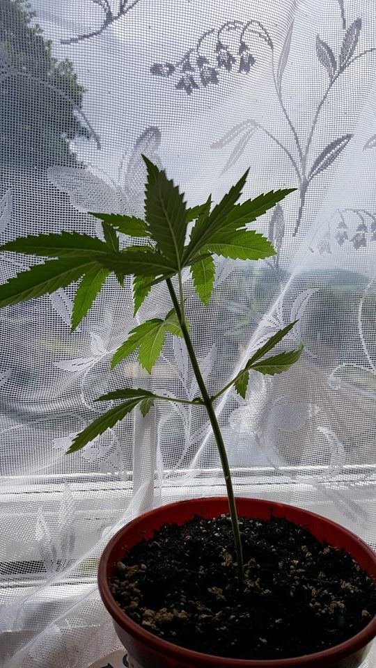 First indoor grow 8