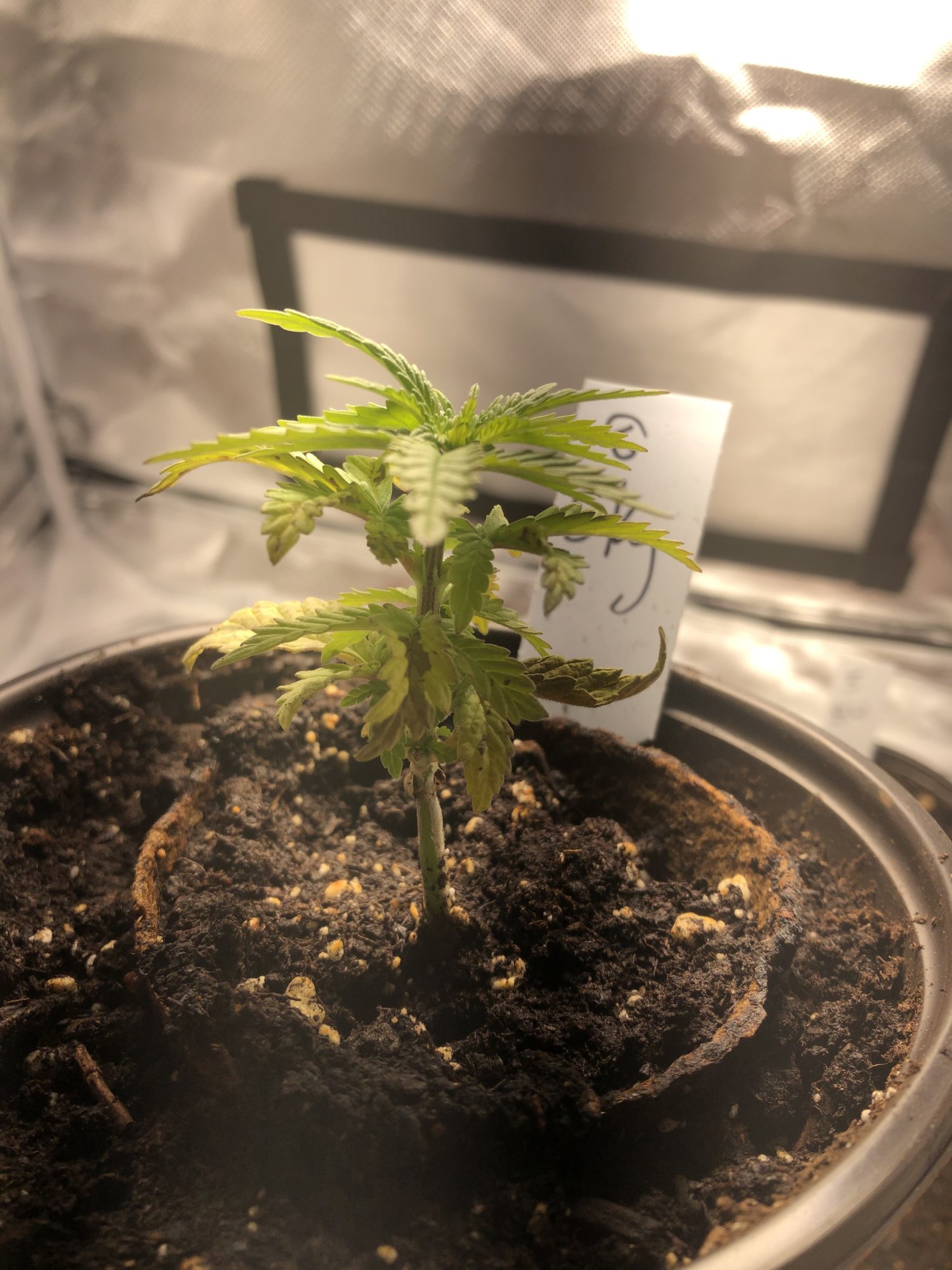 First indoor grow and my plants took terrible why 3