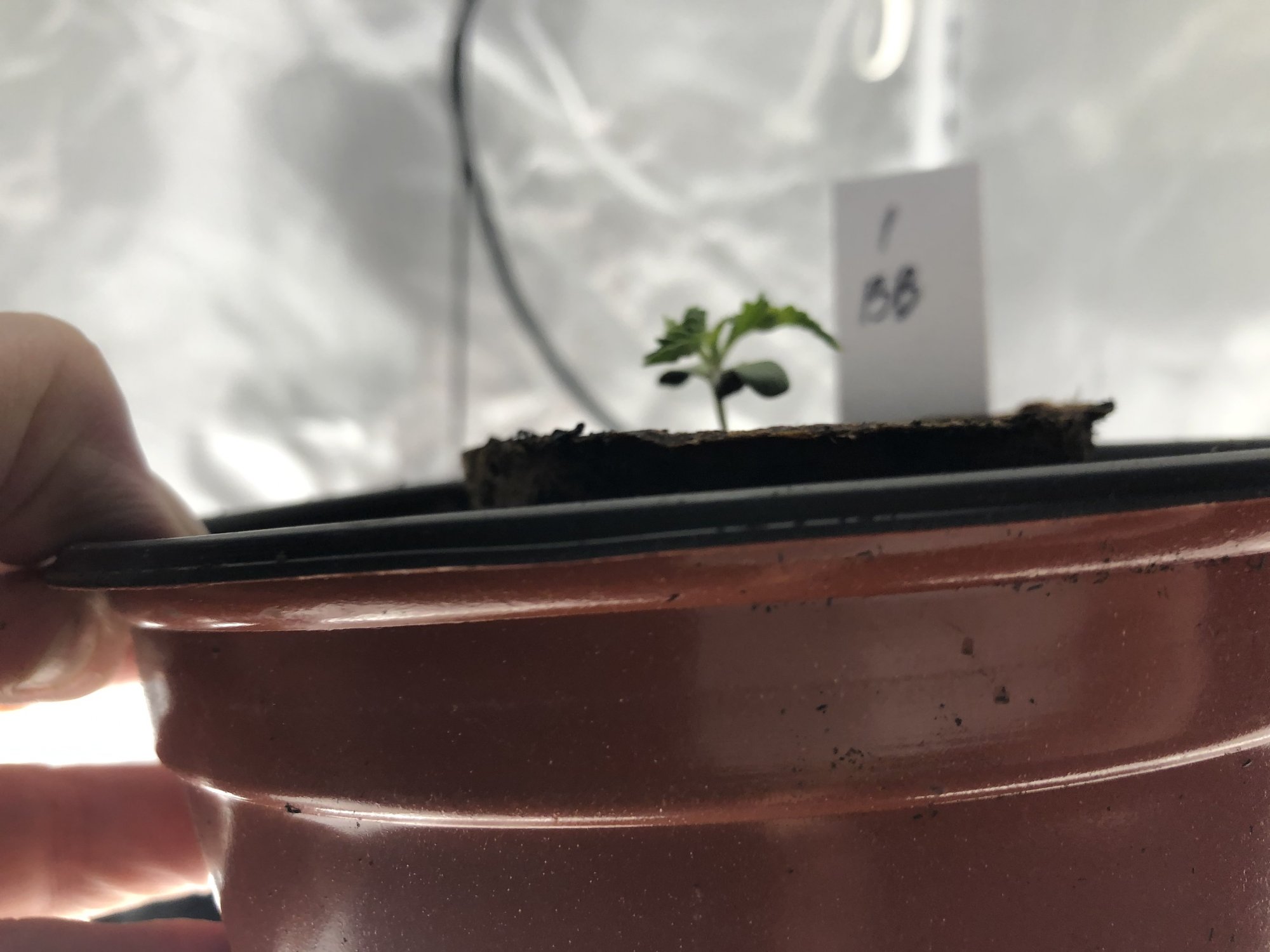 First indoor grow and my plants took terrible why 4