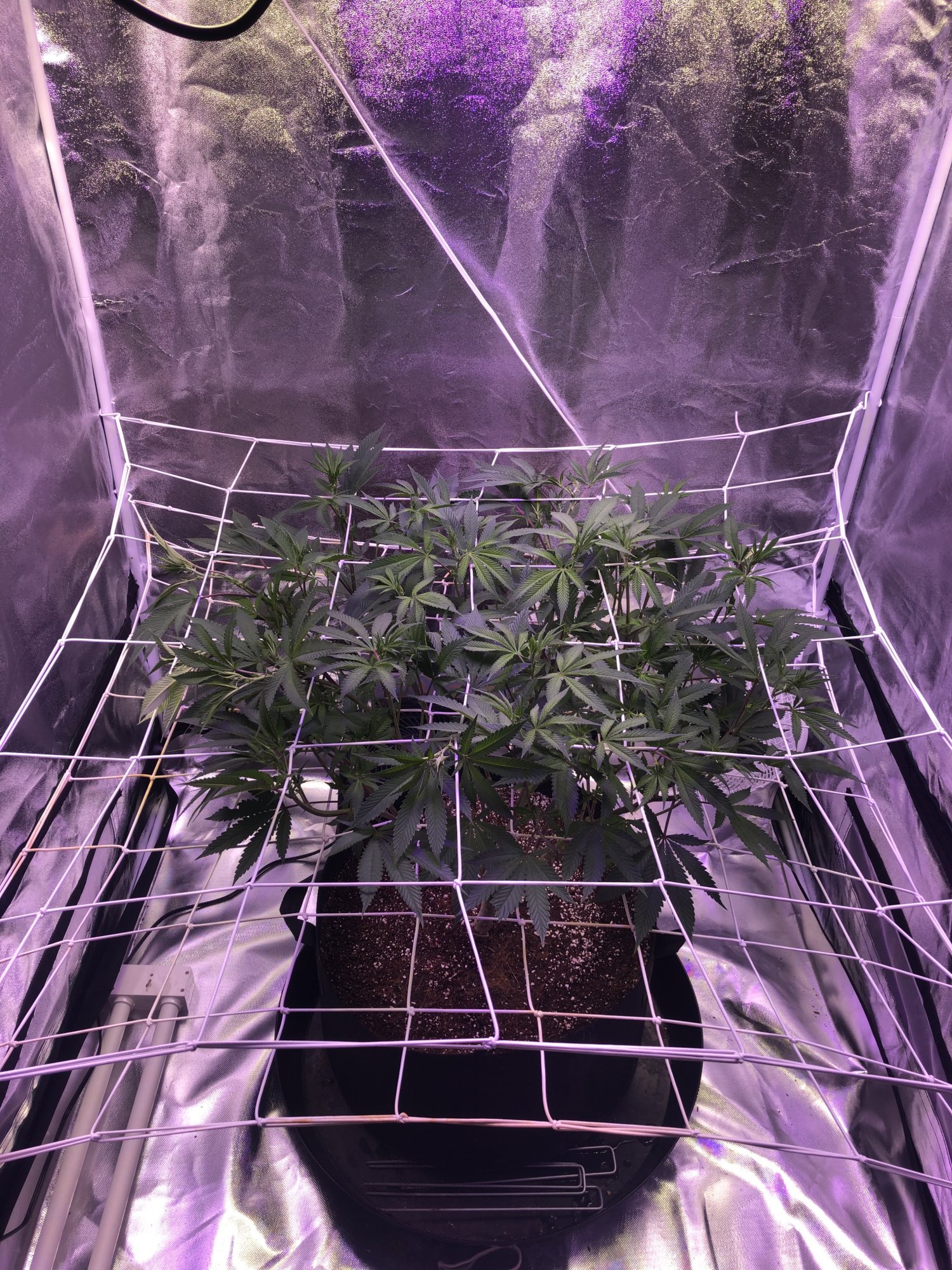 First indoor grow in coco hows it looking 2