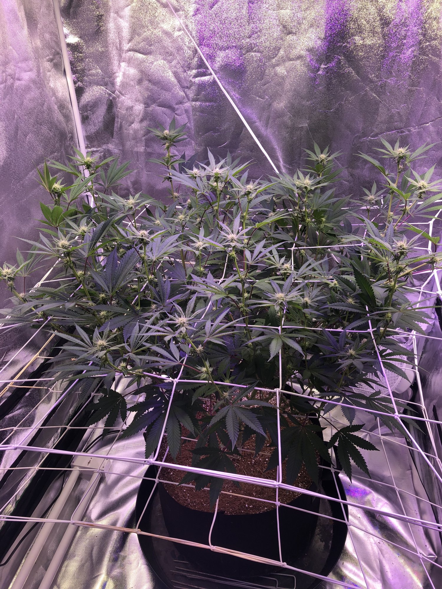 First indoor grow in coco hows it looking 3