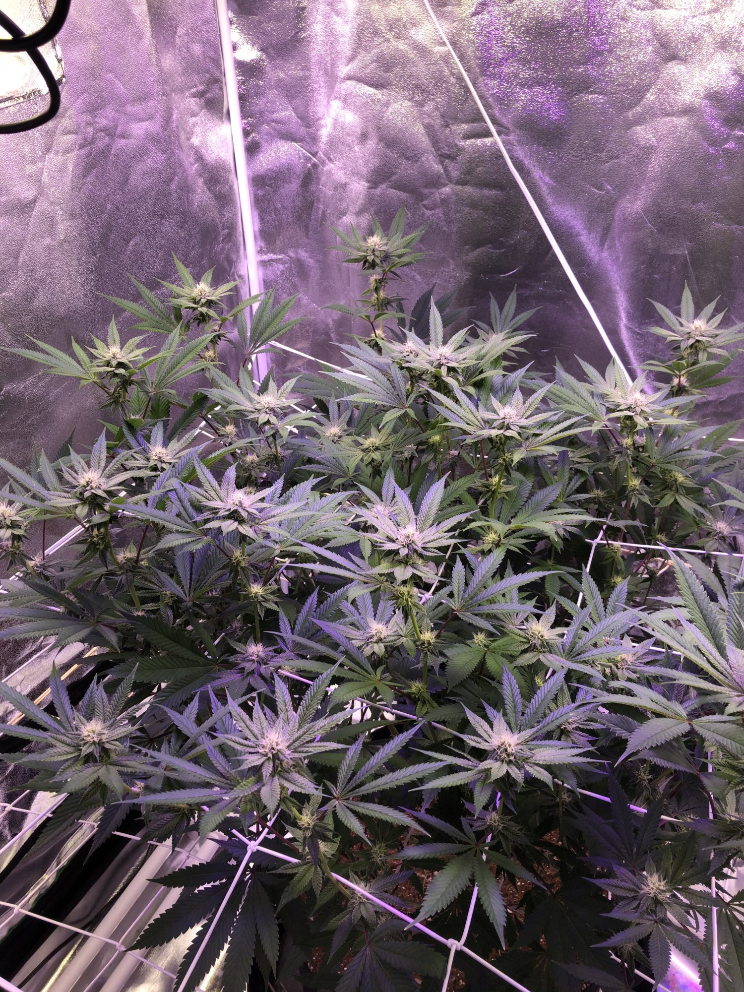 First indoor grow in coco hows it looking 4