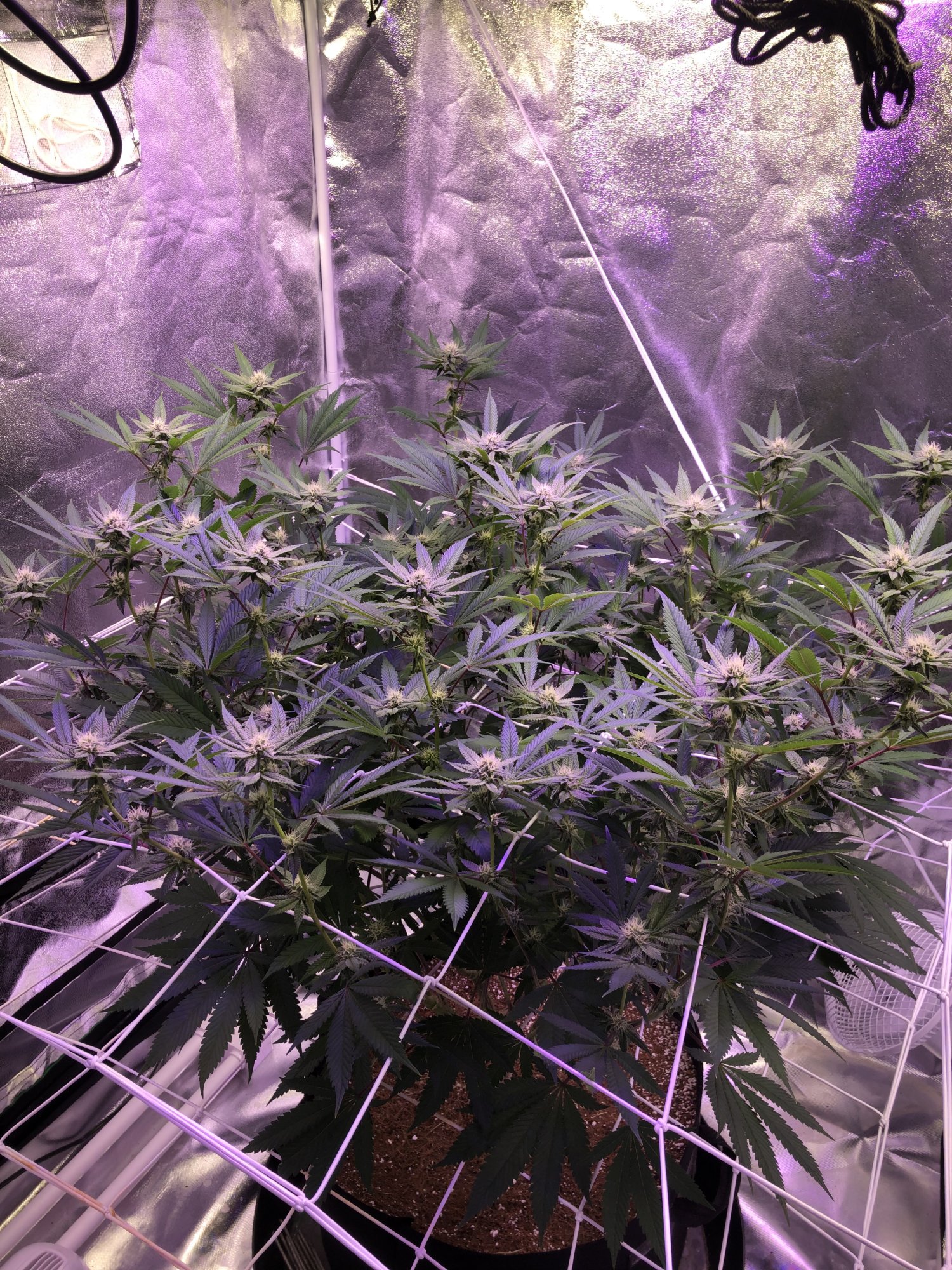 First indoor grow in coco hows it looking 6