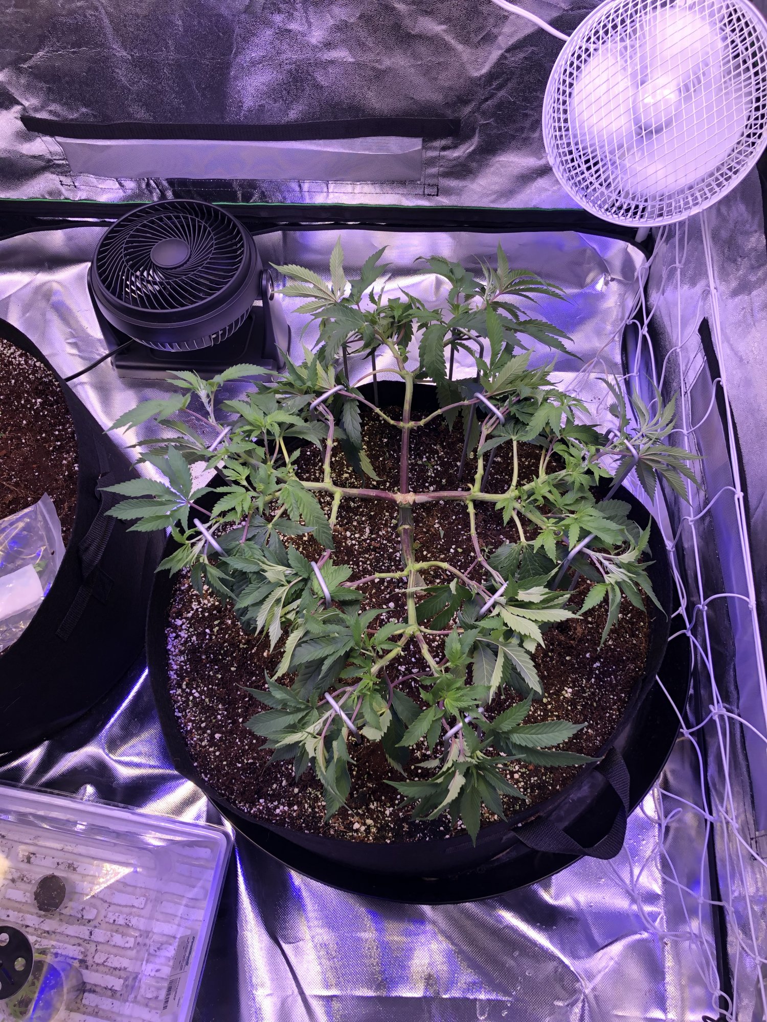First indoor grow in coco hows it looking