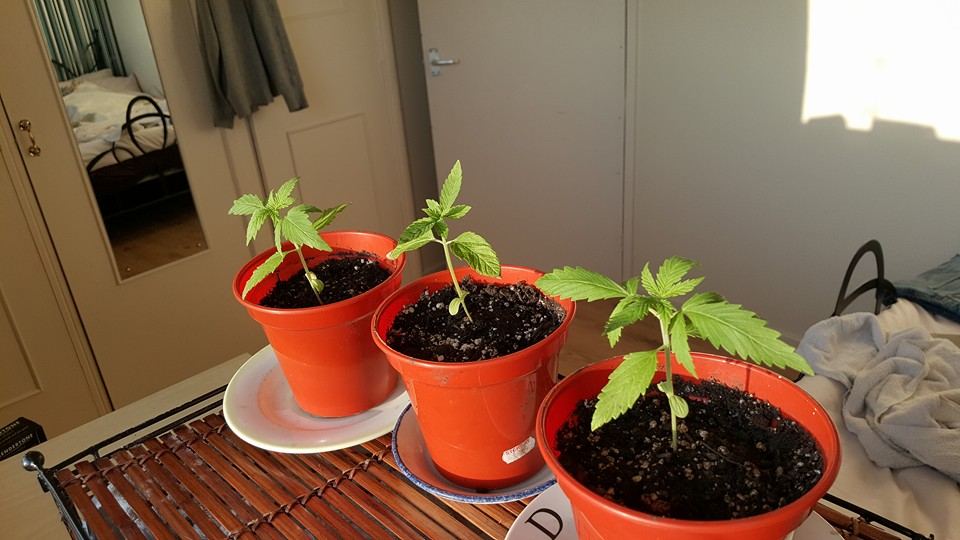 First indoor grow