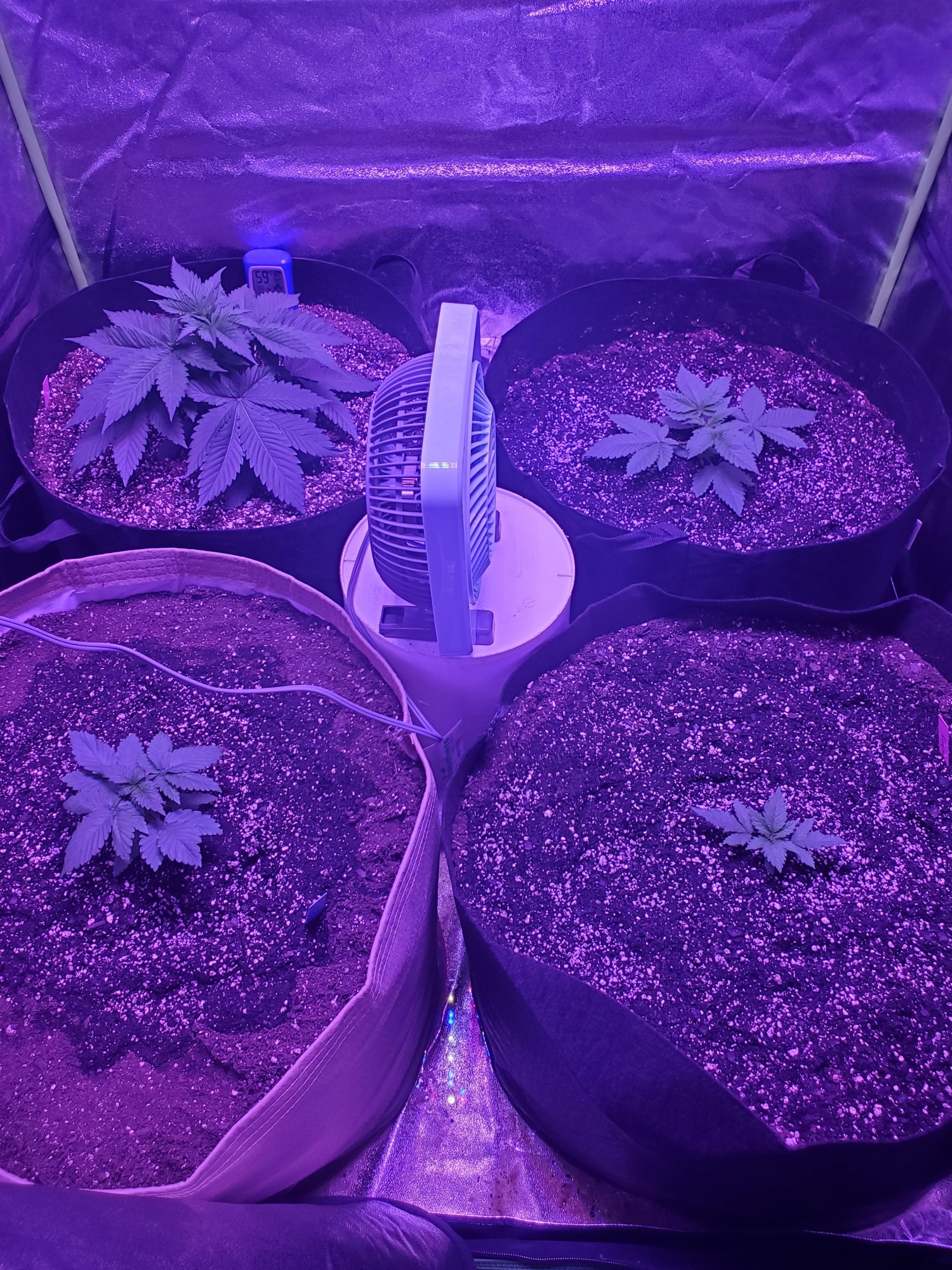 First indoor grow