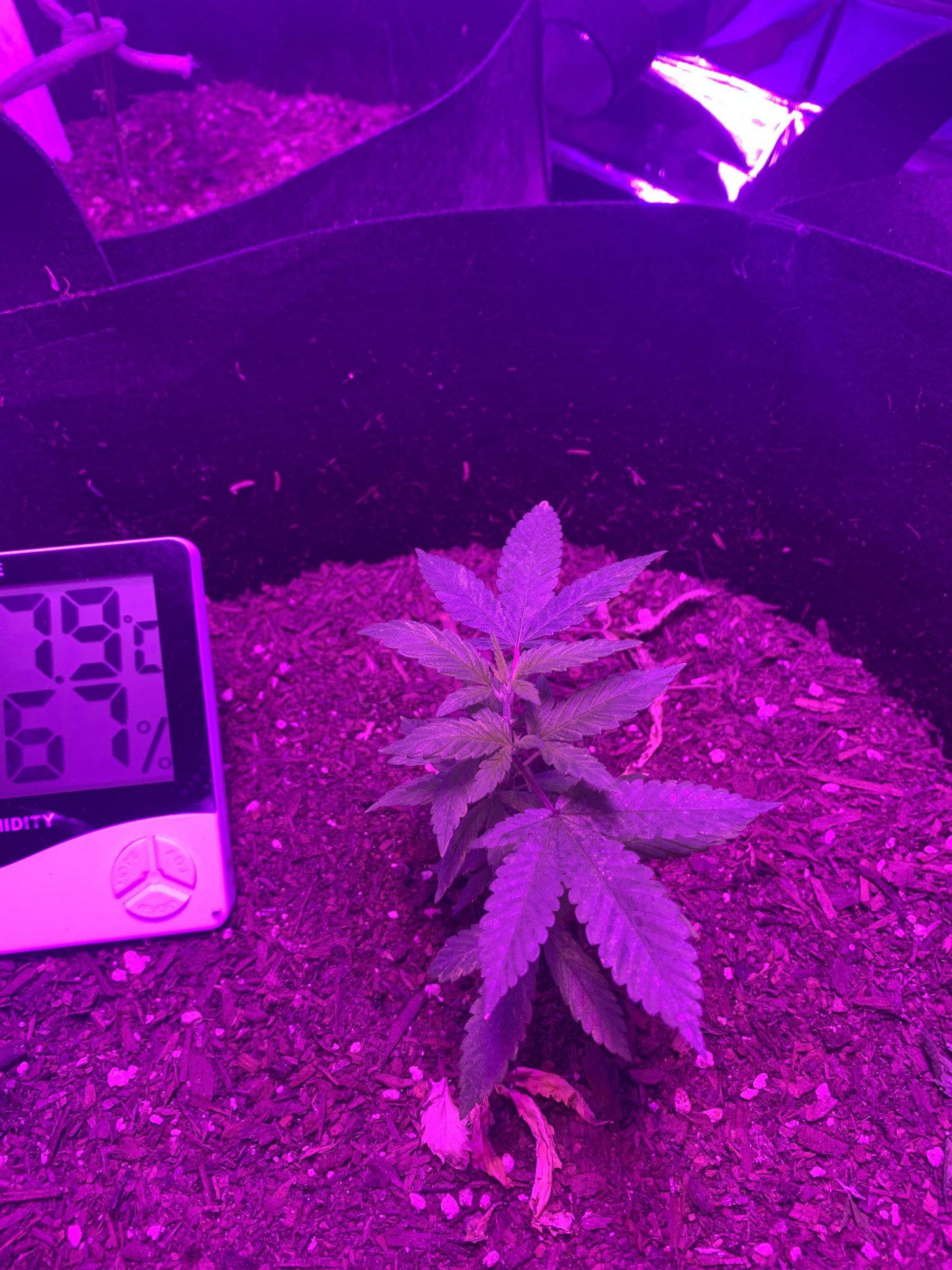 First indoor grow  looking good so far 2