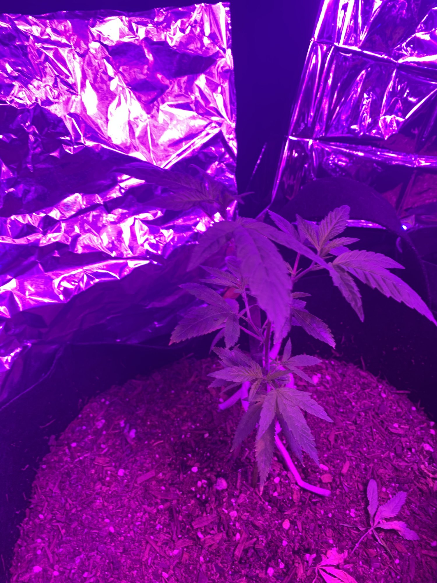 First indoor grow  looking good so far 4