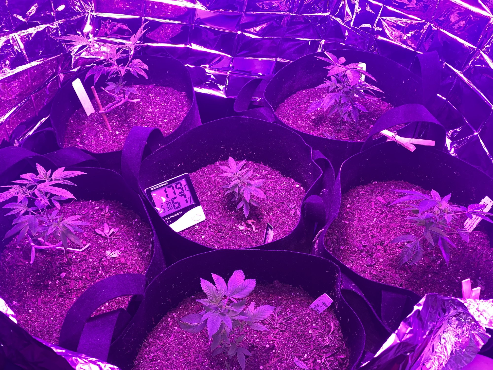 First indoor grow  looking good so far 6