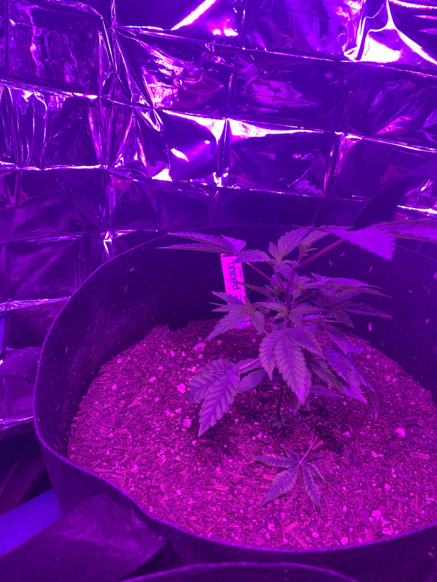 First indoor grow  looking good so far 7