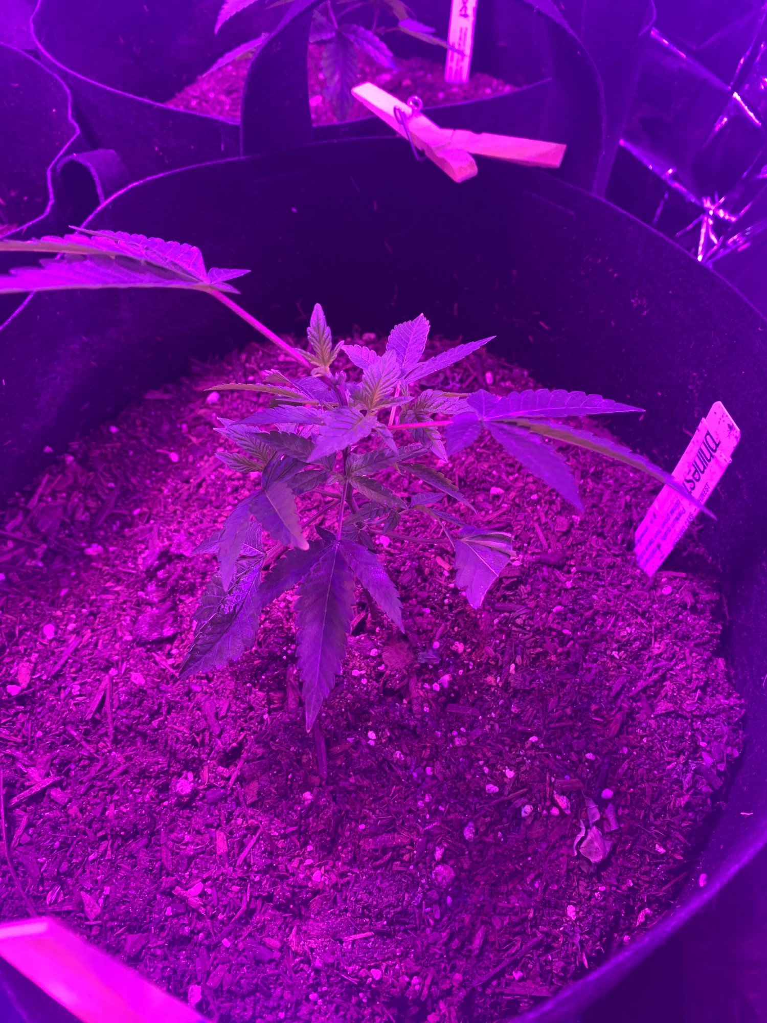 First indoor grow  looking good so far