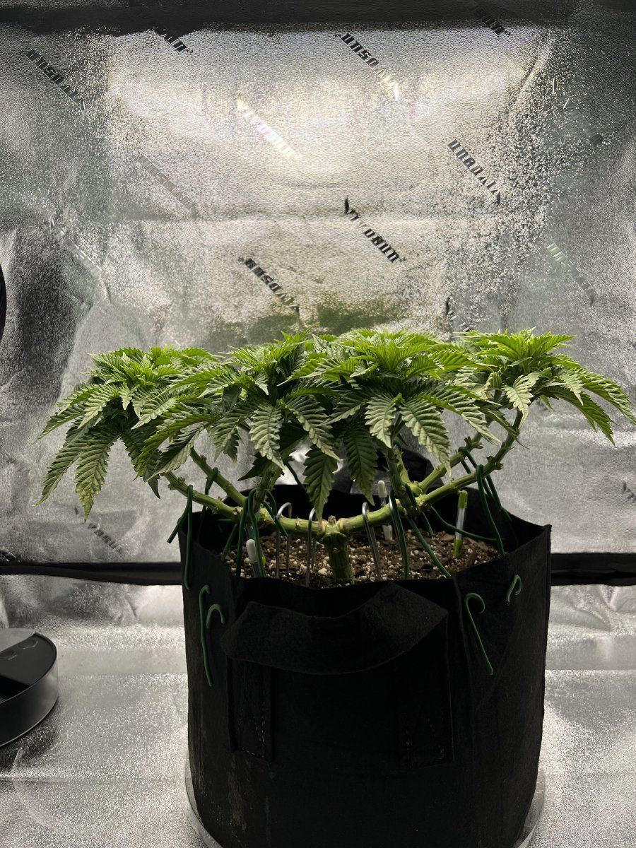 First indoor grow mainline   deficiency or toxicity 2