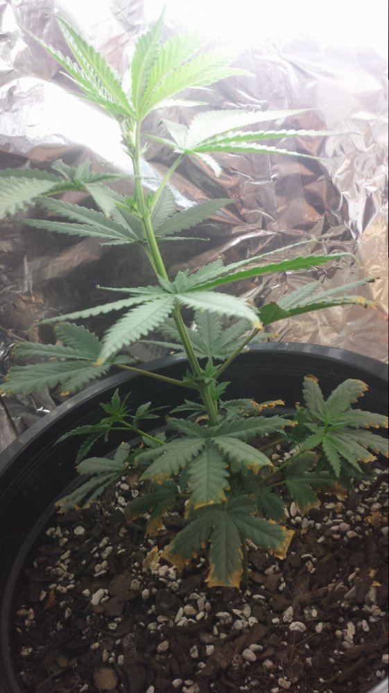 First indoor grow need advice 2