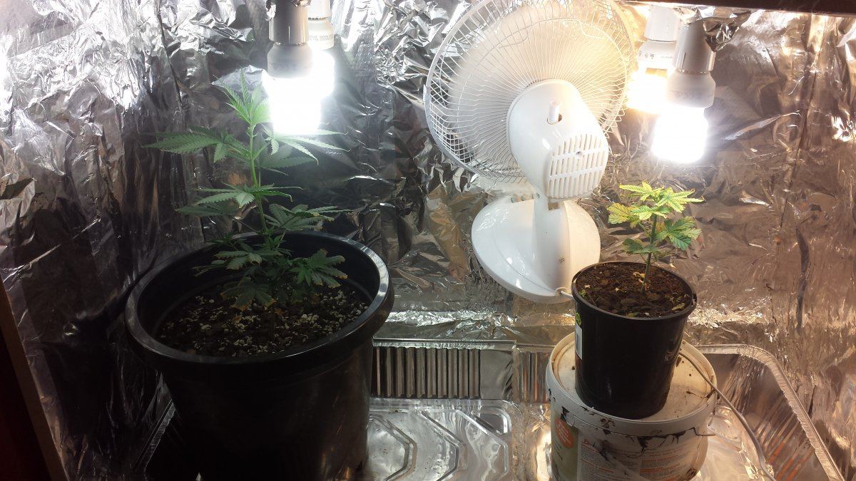 First indoor grow need advice