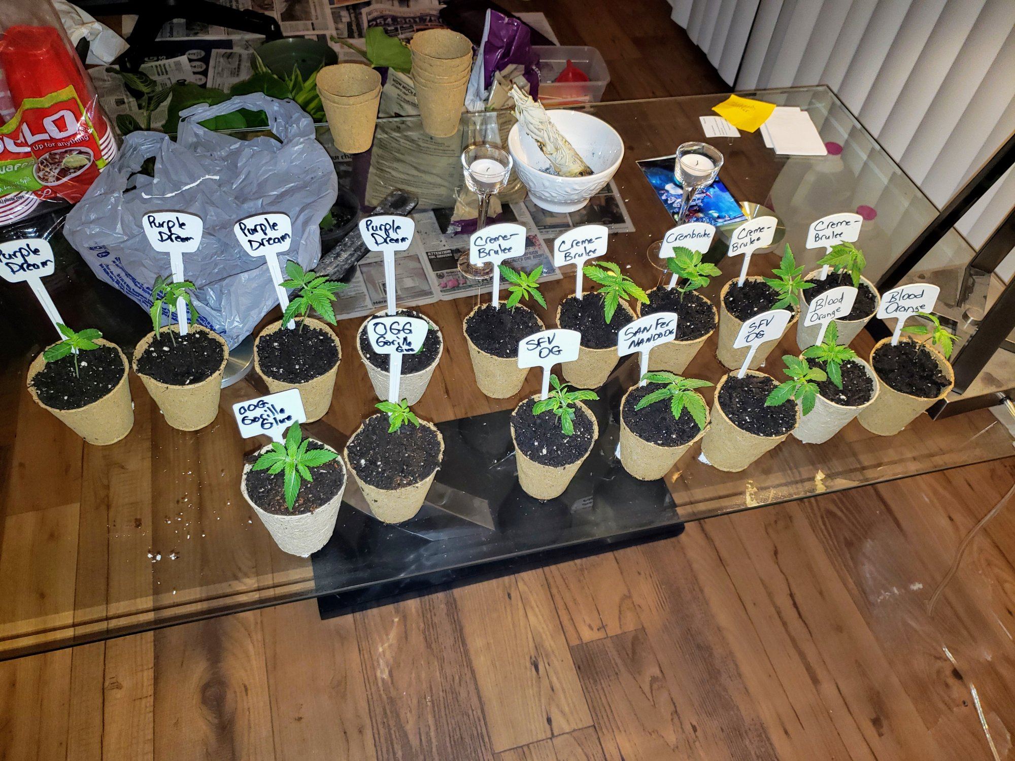 First indoor grow op