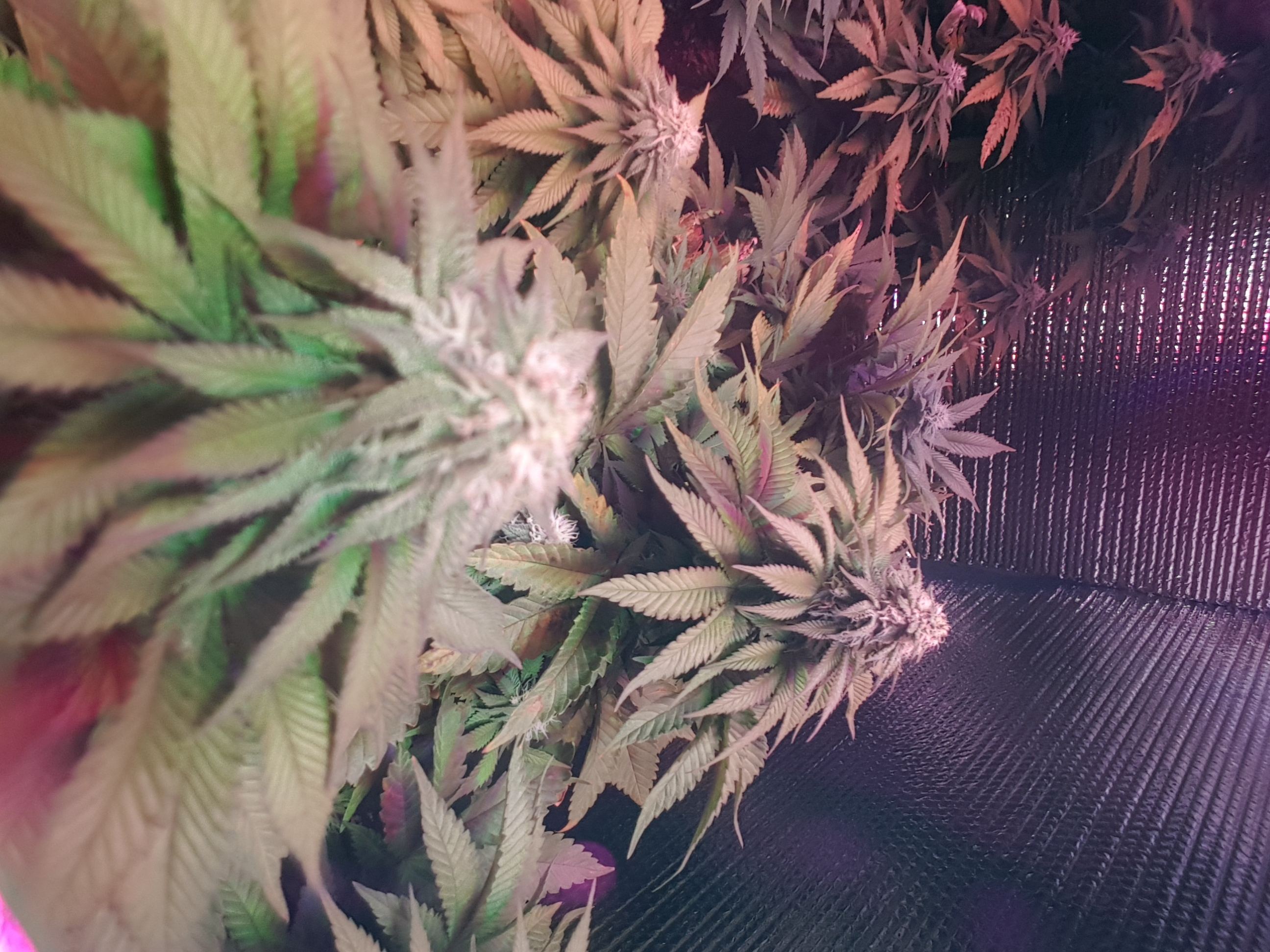 First indoor grow some pistols turning red and plant is yellowing a bit 5