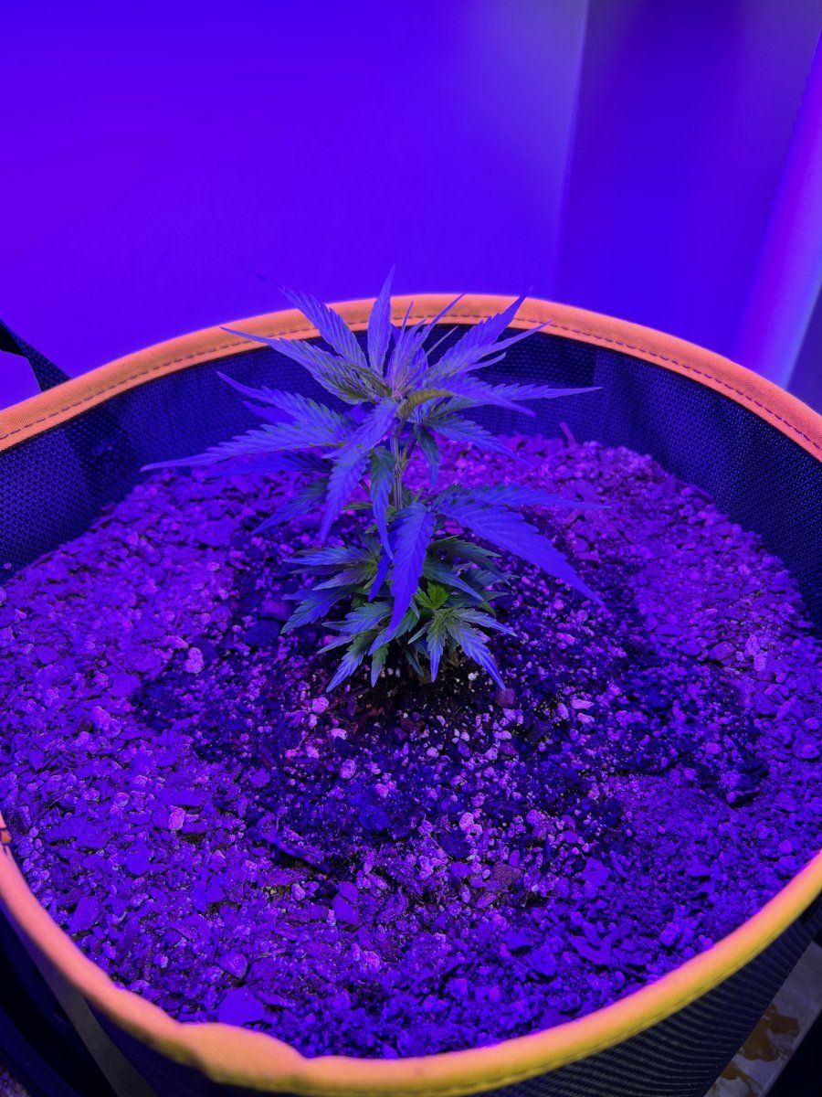 First indoor grow that seems to be working 3
