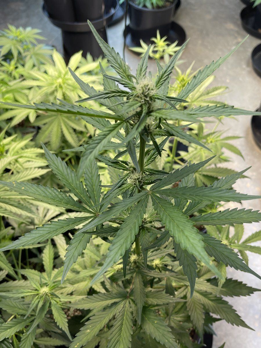First indoor grow update   take a look 2