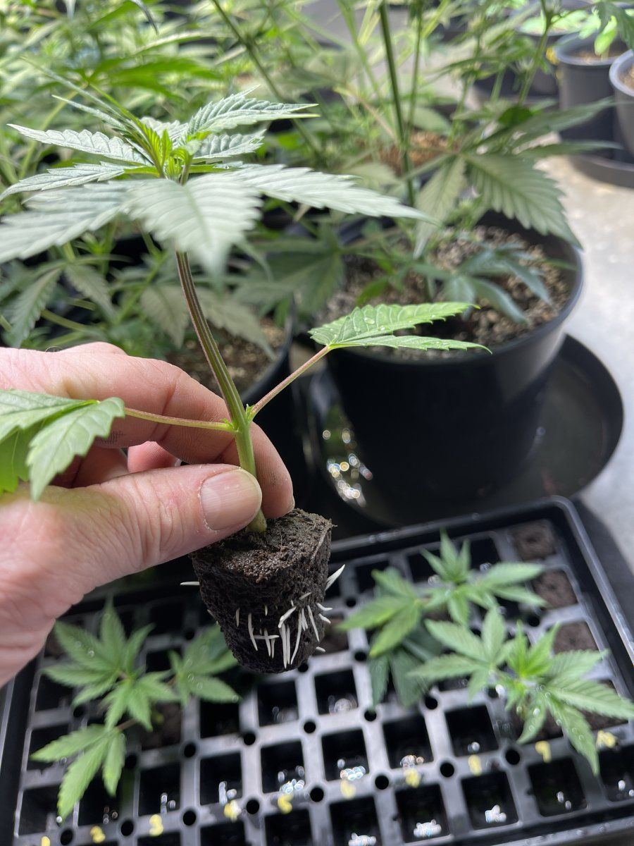 First indoor grow update   take a look 3