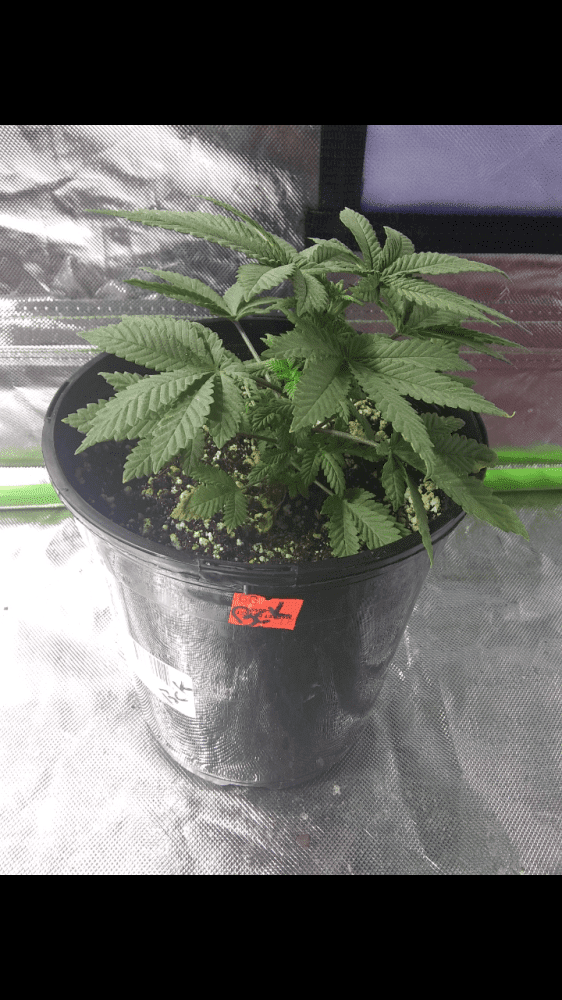 First indoor grow veteran outdoor 7