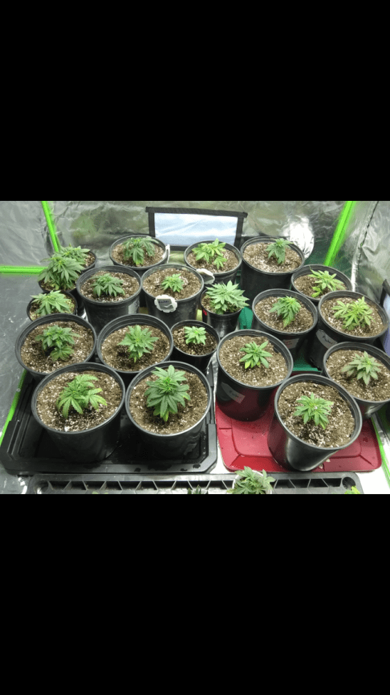 First indoor grow veteran outdoor 8