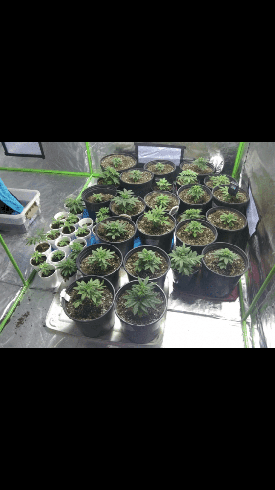 First indoor grow veteran outdoor 9