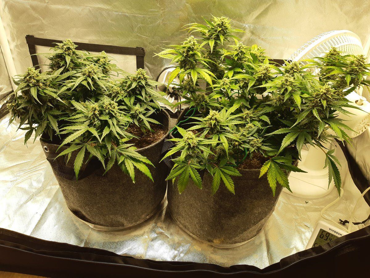 First indoor grow white widow auto 2