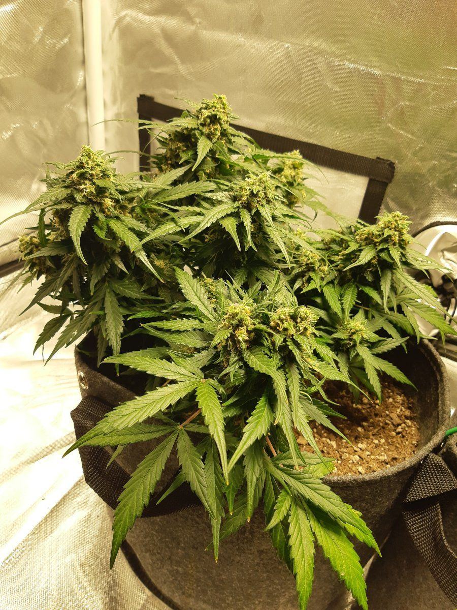 First indoor grow white widow auto 3