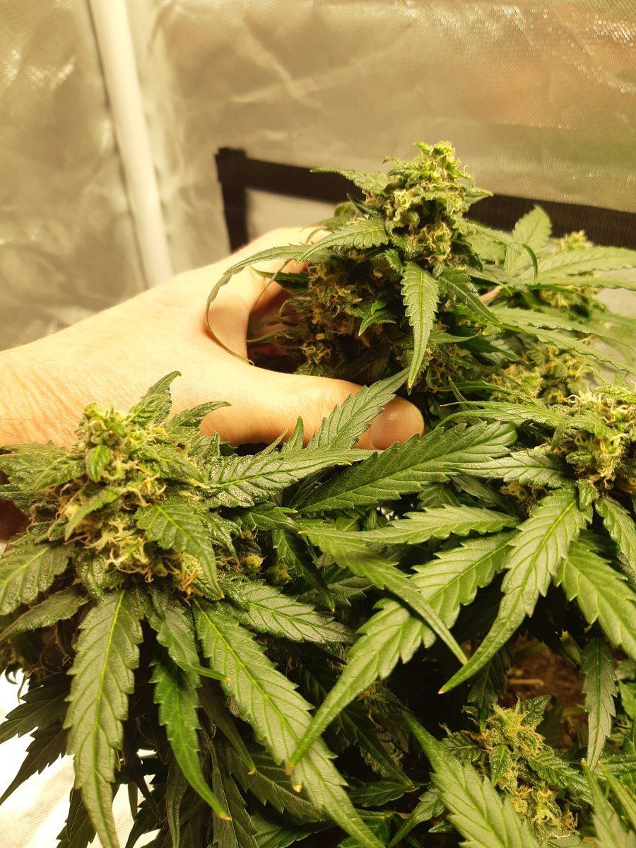 First indoor grow white widow auto 5