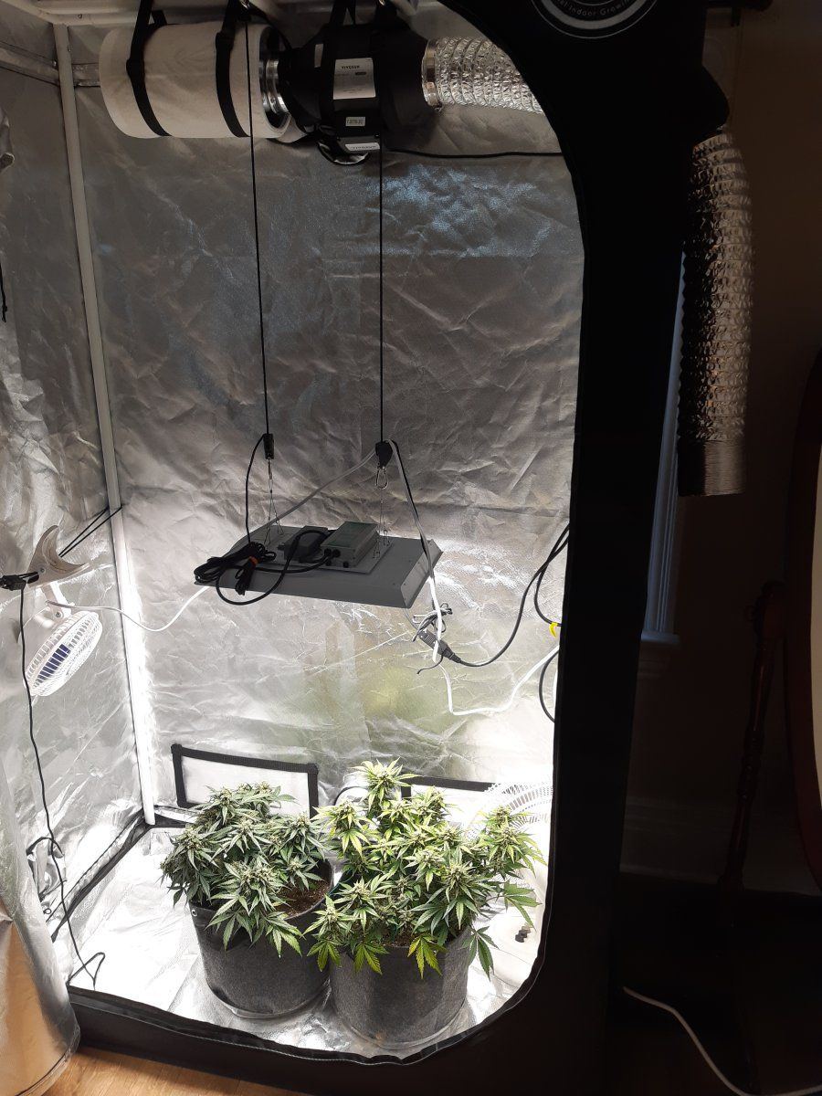 First indoor grow white widow auto