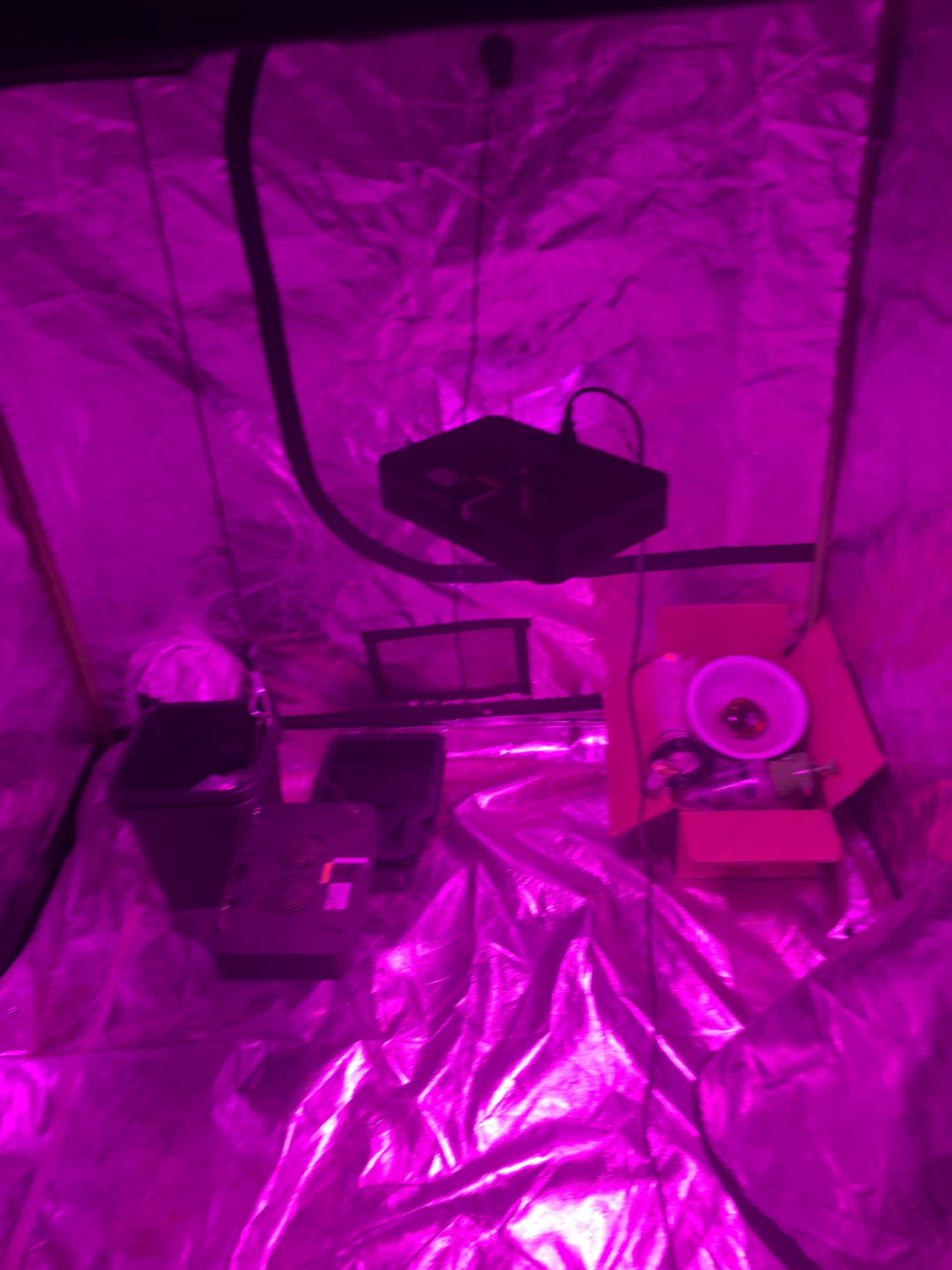 First indoor tent grow autopot