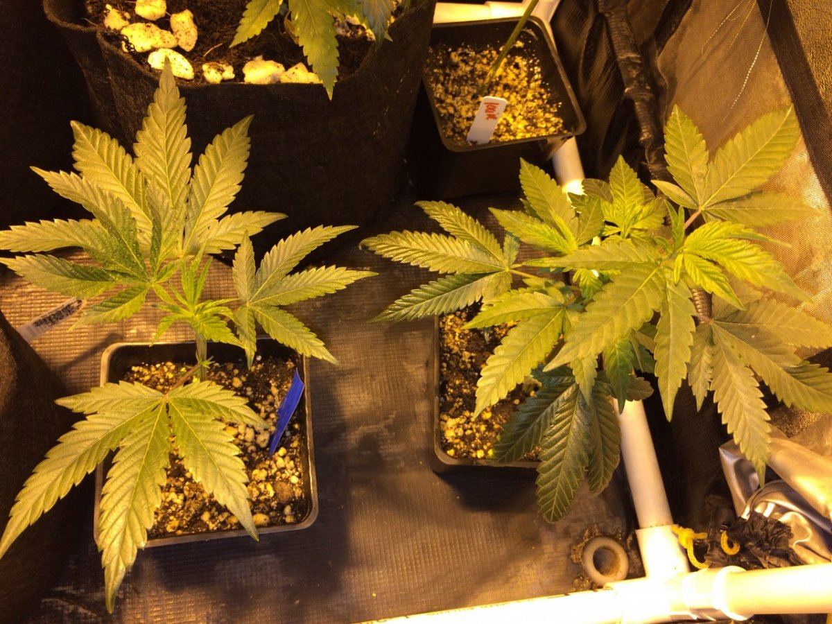 First journal   og grow 2