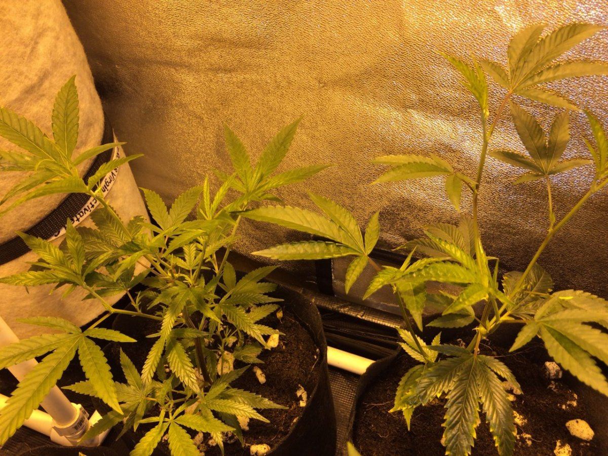 First journal   og grow 3